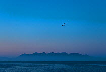 Herring gull (Larus argentatus) in flight at dusk, with the Cuillin Ridge on the isle of Skye in background. As seen from Canna harbour. July 2017.