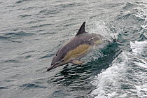 Short-beaked common dolphin (Delphinus delphis) breaching alongside ship. Hebrides, Scotland. June