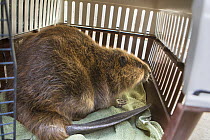 North American beaver (Castor canadensis) in cage following rescue from a vineyard. Sonoma County Wildlife Rescue, Petaluma, California. September 2015. Captive.