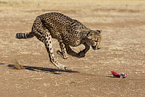 Cheetah (Acinonyx jubatus) chasing toy to provide stimulation. Cheetah Conservation Fund, Namibia. Captive.