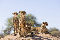 Cheetah (Acinonyx jubatus), group alert on mound. Cheetah Conservation Fund, Namibia. Captive.