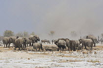 African elephant (Loxodonta africana) herd at dusty waterhole during dry season with Springbok (Antidorcas marsupialis) and Plains zebra (Equus quagga). Etosha National Park, Namibia.