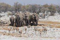 African elephant (Loxodonta africana) herd at waterhole during dry season with Springbok (Antidorcas marsupialis), Plains zebra (Equus quagga) and Warthog (Phacochoerus africanus). Etosha National Par...