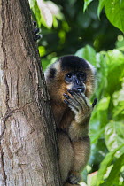 Buff-cheeked gibbon (Nomascus gabriellae) looking out from behind tree trunk. Native to Asia. Captive.