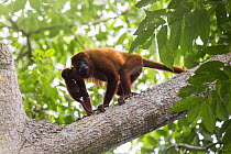 Colombian red howler monkey (Alouatta seniculus) mother and baby in tree. Northern Colombia.