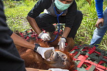 Vet examining Sumatran orangutan (Pongo abelii) female rescued by Human Orangutan Conflict Response Unit. Rescued from area of clearcut forest and later released into a national park. Aceh Province, S...