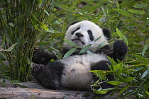 Giant panda (Ailuropoda melanoleuca) cub lying on back. Chengdu Research Base of Giant Panda Breeding, Chengdu, Sichuan, China. Captive