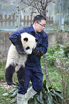 Keeper carrying Giant panda (Ailuropoda melanoleuca) cub. Chengdu Research Base of Giant Panda Breeding, Chengdu, Sichuan, China. 2012. Captive.