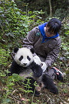 Keeper examining Giant panda (Ailuropoda melanoleuca) cub. Bifengxia Base, China Conservation and Research Center for the Giant Panda, Ya&#39;an, Sichuan, China. 2012. Captive.