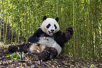 Giant panda (Ailuropoda melanoleuca) sitting with Bamboo in background. Shenshuping Panda Base, Wolong Nature Reserve, Wenchuan, Sichuan Province, China. Captive.