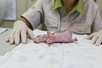 Chinese pangolin (Manis pentadactyla) baby, twelve day old orphan with research assistant in background. Taipei Zoo, Taipei, Taiwan. 2014. Captive.