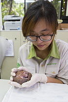 Research assistant holding twelve day old orphaned baby Chinese pangolin (Manis pentadactyla). Taipei Zoo, Taipei, Taiwan. 2014. Captive. Model released.