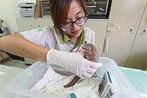 Research assistant holding twelve day old orphaned baby Chinese pangolin (Manis pentadactyla). Taipei Zoo, Taipei, Taiwan. 2014. Captive. Model released.