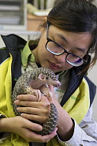 Chinese pangolin (Manis pentadactyla), orphaned baby in arms of research assistant. Taipei Zoo, Taipei, Taiwan. 2015. Captive. Model released.