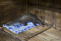 Sunda pangolin (Manis javanica), baby aged three months. Rescued from poachers by Carnivore and Pangolin Conservation Program. Cuc Phuong National Park, Ninh Binh, Vietnam. 2014. Captive.