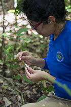 Cotton-top tamarin (Saguinus oedipus) researcher of Proyecto Titi collecting fecal samples. Northern Colombia. 2016.