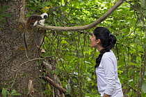 Researcher from Proyecto Titi observing Cotton-top tamarin (Saguinus oedipus) perched in tree. Northern Colombia. 2016.
