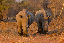 White rhino (Ceratotherium simum), two walking towards camera in morning light. Sabi Sands Game Reserve, South Africa.