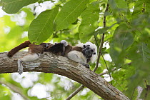 Cotton-top tamarin (Saguinus oedipus), adult lounging in tree with two week old twin babies on back. Northern Colombia.