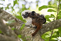 Cotton-top tamarin (Saguinus oedipus), adult carrying two week old twin babies on back. Northern Colombia.