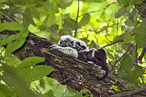 Cotton-top tamarin (Saguinus oedipus), adult male with baby sleeping on back. Northern Colombia. Digitally enhanced.