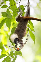 Cotton-top tamarin (Saguinus oedipus) feeding on fruit in tree. Northern Colombia.