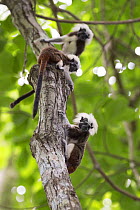 Cotton-top tamarin (Saguinus oedipus), three climbing tree. Northern Colombia.