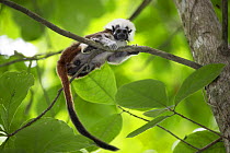 Cotton-top tamarin (Saguinus oedipus) resting on branch. Northern Colombia.