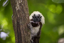 Cotton-top tamarin (Saguinus oedipus) looking at camera whilst holding on to tree trunk. Northern Colombia.