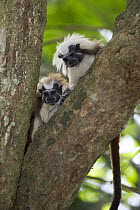 Cotton-top tamarin (Saguinus oedipus), two sitting in tree, looking downwards. Northern Colombia.