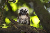 Cotton-top tamarin (Saguinus oedipus) sitting in tree, looking at camera. Northern Colombia.
