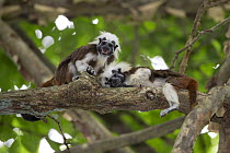 Cotton-top tamarin (Saguinus oedipus), two in tree. Northern Colombia.