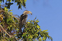 Yellow-billed hornbill (Tockus flavirostris) perched in tree with food in beak. Sabi Sands Game Reserve, South Africa.