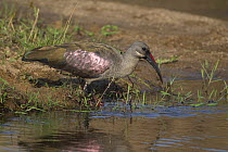Hadeda ibis (Bostrychia hagedash) at water&#39;s edge. Sabi Sands Game Reserve, South Africa.