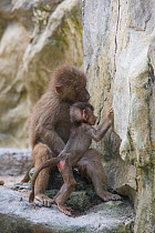 Hamadryas baboon (Papio hamadryas), mother and baby examining rock. Native to Africa. Captive.