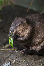 North American beaver (Castor canadensis) eating Willow (Salix sp). Martinez, California, USA. June.