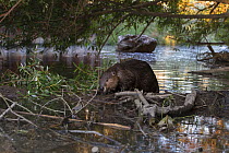 North American beaver (Castor canadensis) on dam. Martinez, California, USA. June.