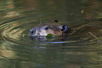 North American beaver (Castor canadensis) swimming with head above water. Martinez, California, USA. July.