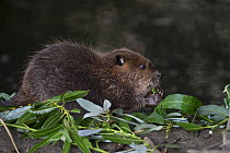 North American beaver (Castor canadensis) kit eating Willow (Salix sp). Martinez, California, USA. July.