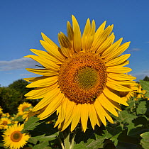 Common sunflower (Helianthus annuus) f  Vendee, France, July.