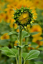 Common sunflower (Helianthus annuus) flower opening, Vendee, France, July.