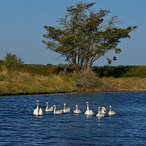 Mute swan (Cygnus olor) with cygnets on water, Marais d&#39;Olonne, Vendee, France, August.