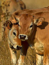 Maraichine cattles, calves, Marais Breton, Vendee, France, August