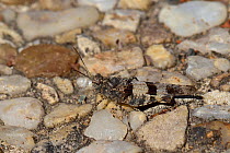 Red-winged grasshoper (Oedipoda germanica) on the ground, Vendee, France, August.