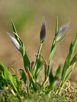 Hare&#39;s tail grass(Lagurus ovatus) in dunes littoral of Vendee, France, May