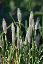 Hare&#39;s tail grass (Lagurus ovatus) in dunes littoral of Vendee, France, May