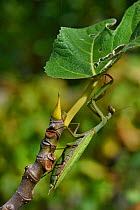 European mantis (Mantis religiosa) female, Vendee, France,October.