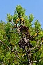 Maritime pine (Pinus pinaster) with cones, Vendee, France, August