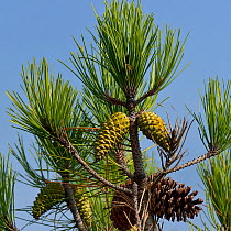 Maritime pine (Pinus pinaster) with cones, Vendee, France, August