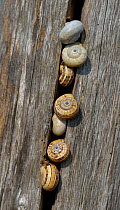 White garden snail (Theba pisana) on wood, Vendee, France, August.